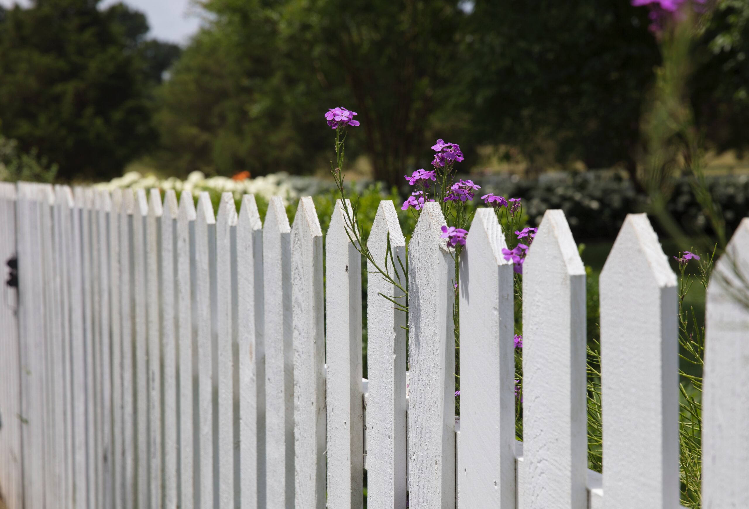 pink petaled flowers blooms near fence