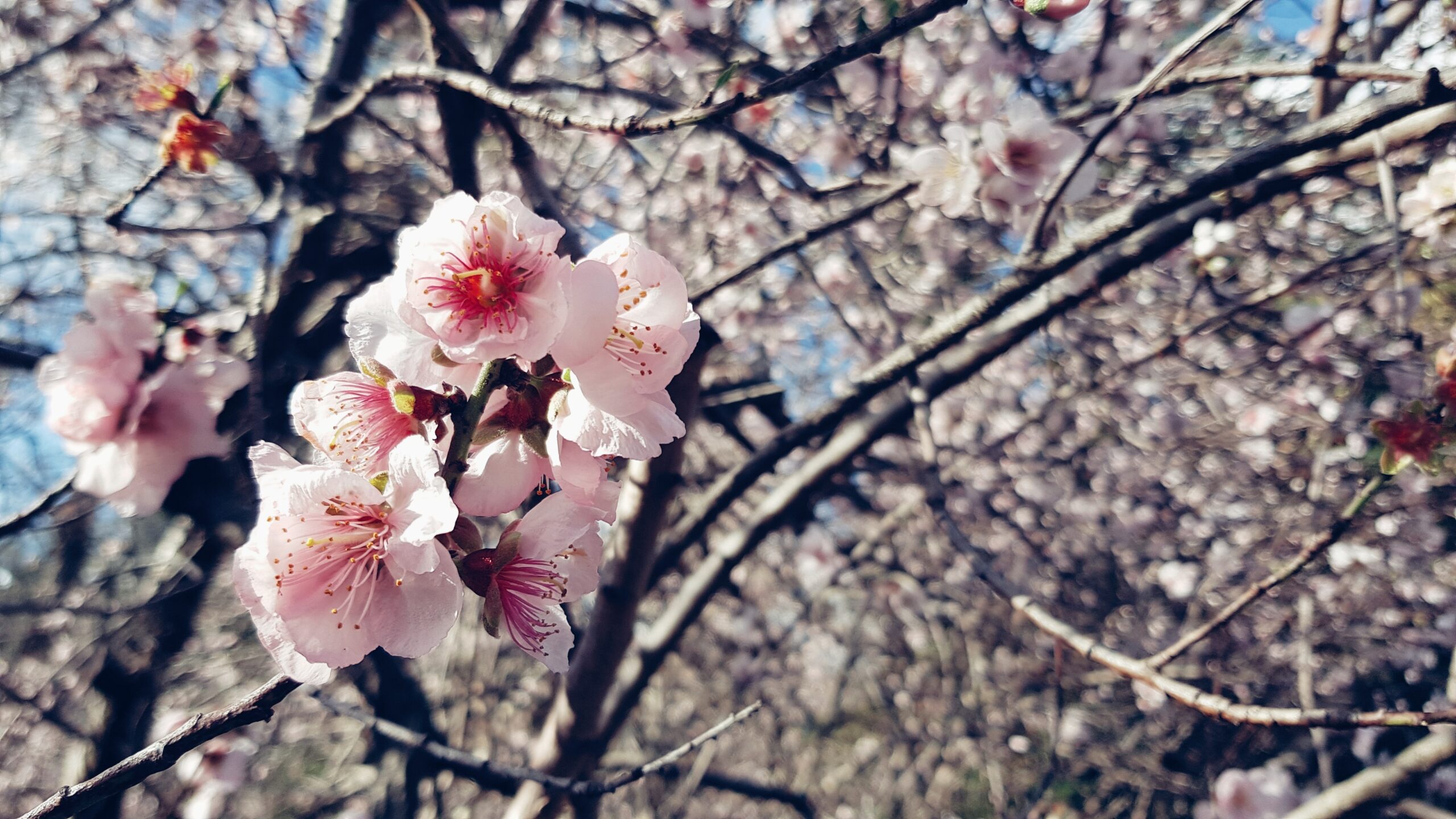 white and pink petaled flowers